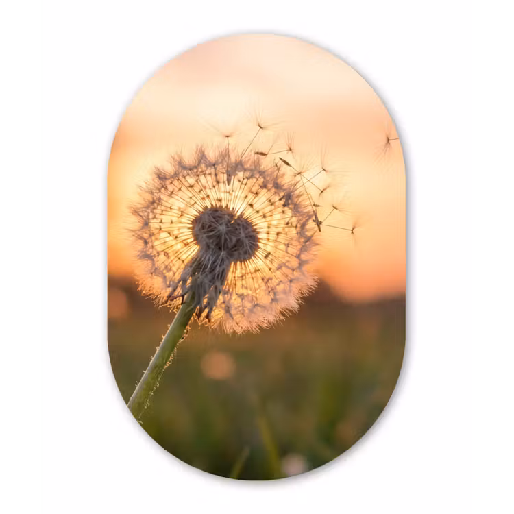 Muurovaal aluminium - Paardenbloem - Zonsondergang - Veld