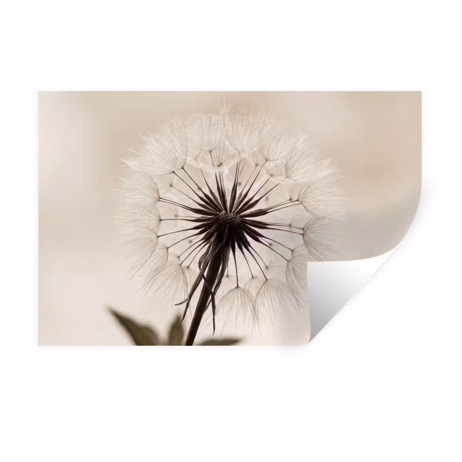 Muursticker - Paardenbloem - Minimalistisch - Wit — 1