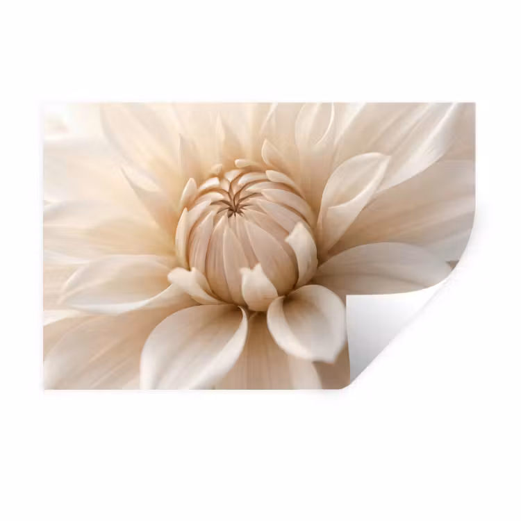 Muursticker - Bloem - Dahlia - Wit
