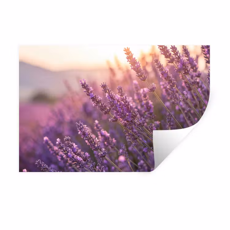 Muursticker - Lavendel - Paars - Zonlicht