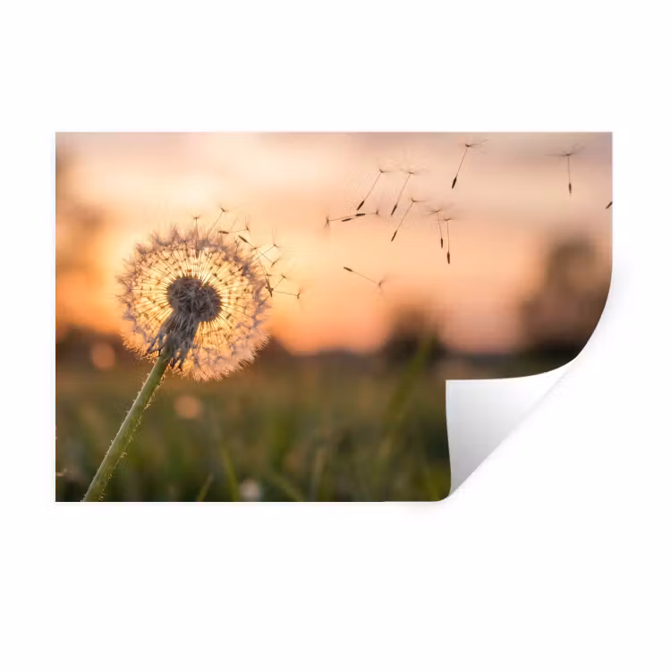 Muursticker - Paardenbloem - Zonsondergang - Veld