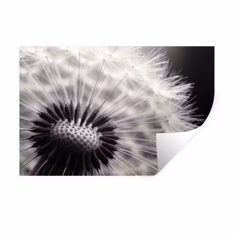 Muursticker - Paardenbloem - Zwart - Wit