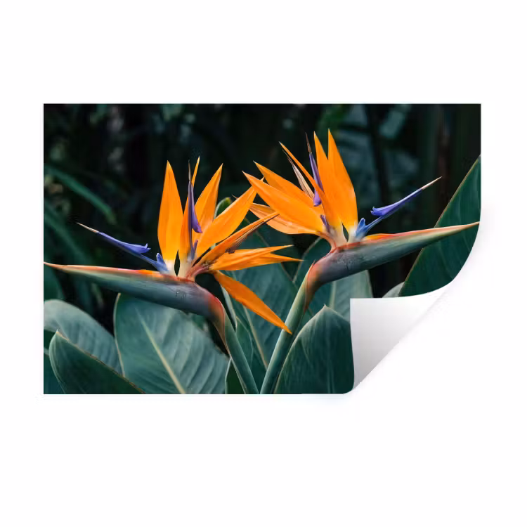 Muursticker - Paradijsvogel - Bloem - Exotisch