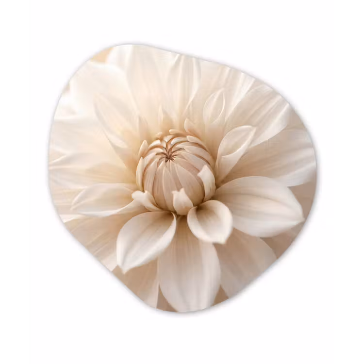 Organische schilderij - Aluminium - Bloem - Dahlia - Wit