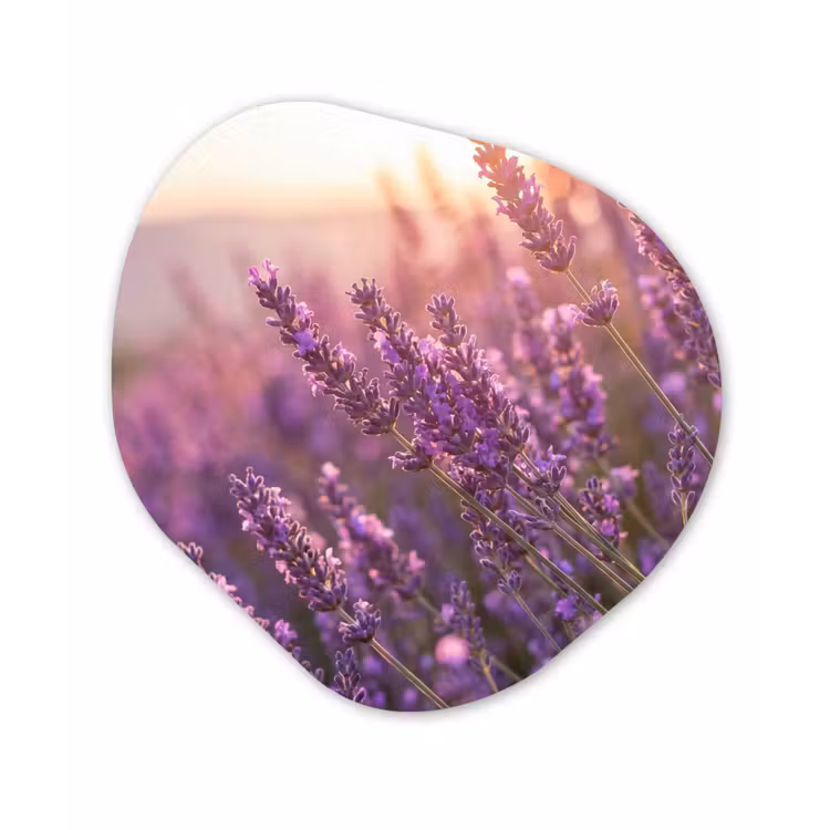 Organische schilderij - Aluminium - Lavendel - Paars - Zonlicht