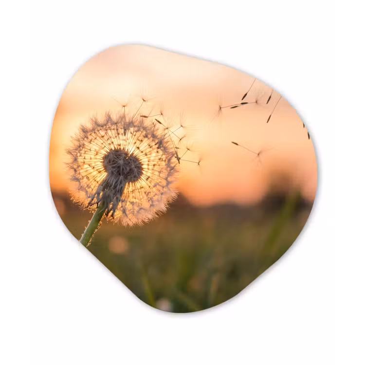 Organische schilderij - Aluminium - Paardenbloem - Zonsondergang - Veld