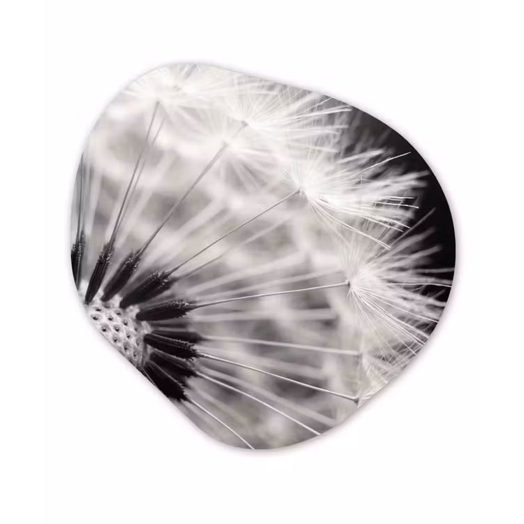 Organische schilderij - Aluminium - Paardenbloem - Zwart - Wit