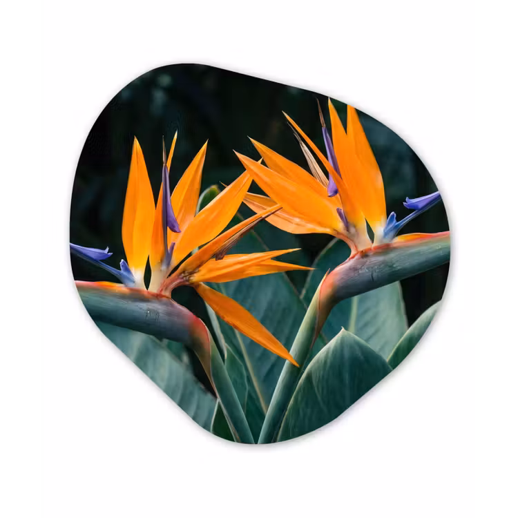 Organische schilderij - Aluminium - Paradijsvogel - Bloem - Exotisch