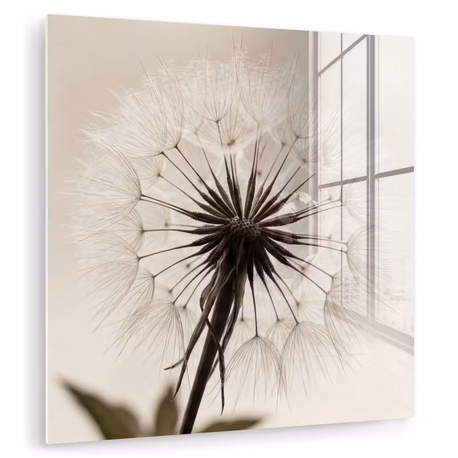 Glas schilderij - Paardenbloem - Minimalistisch - Wit — 1