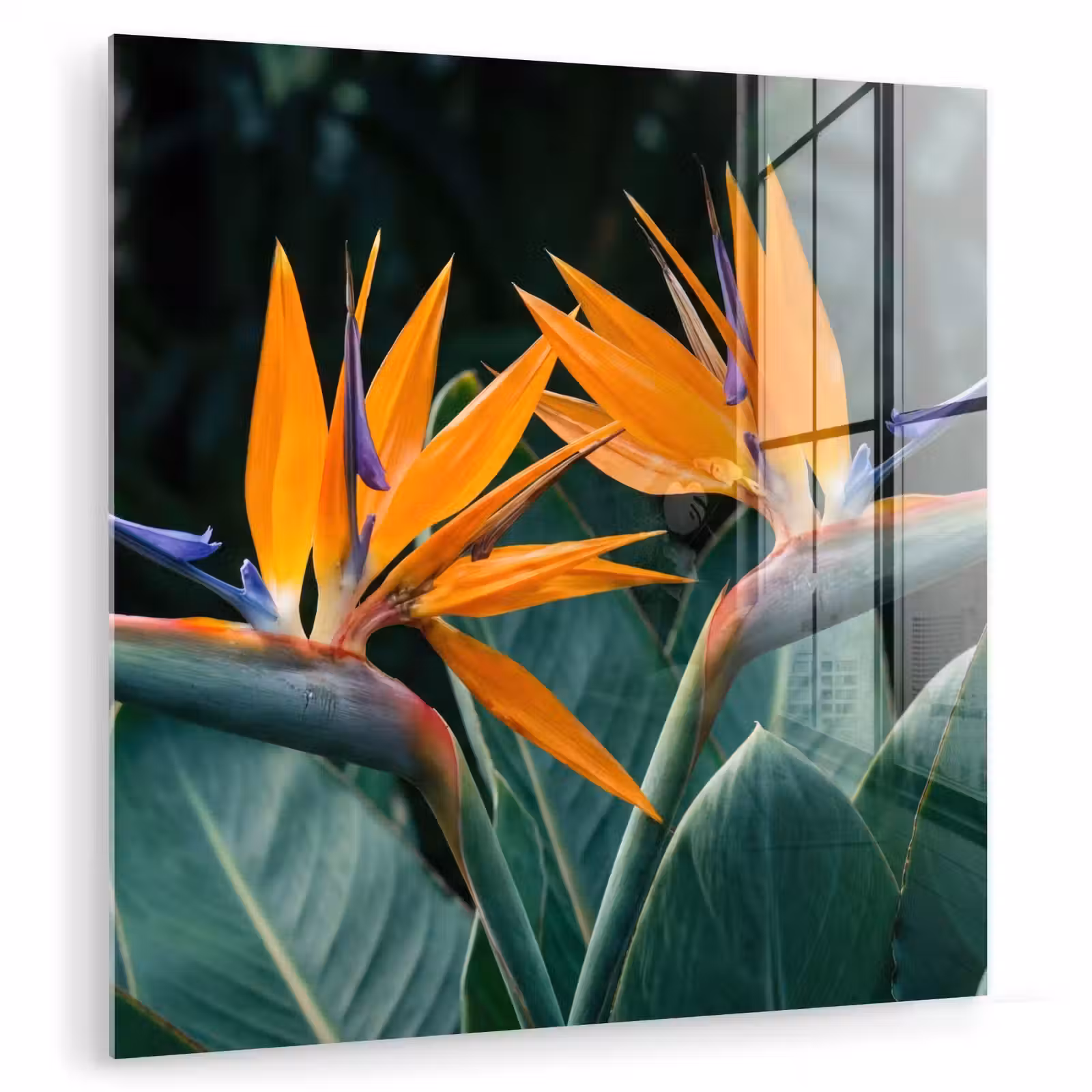 Glas schilderij - Paradijsvogel - Bloem - Exotisch — 1