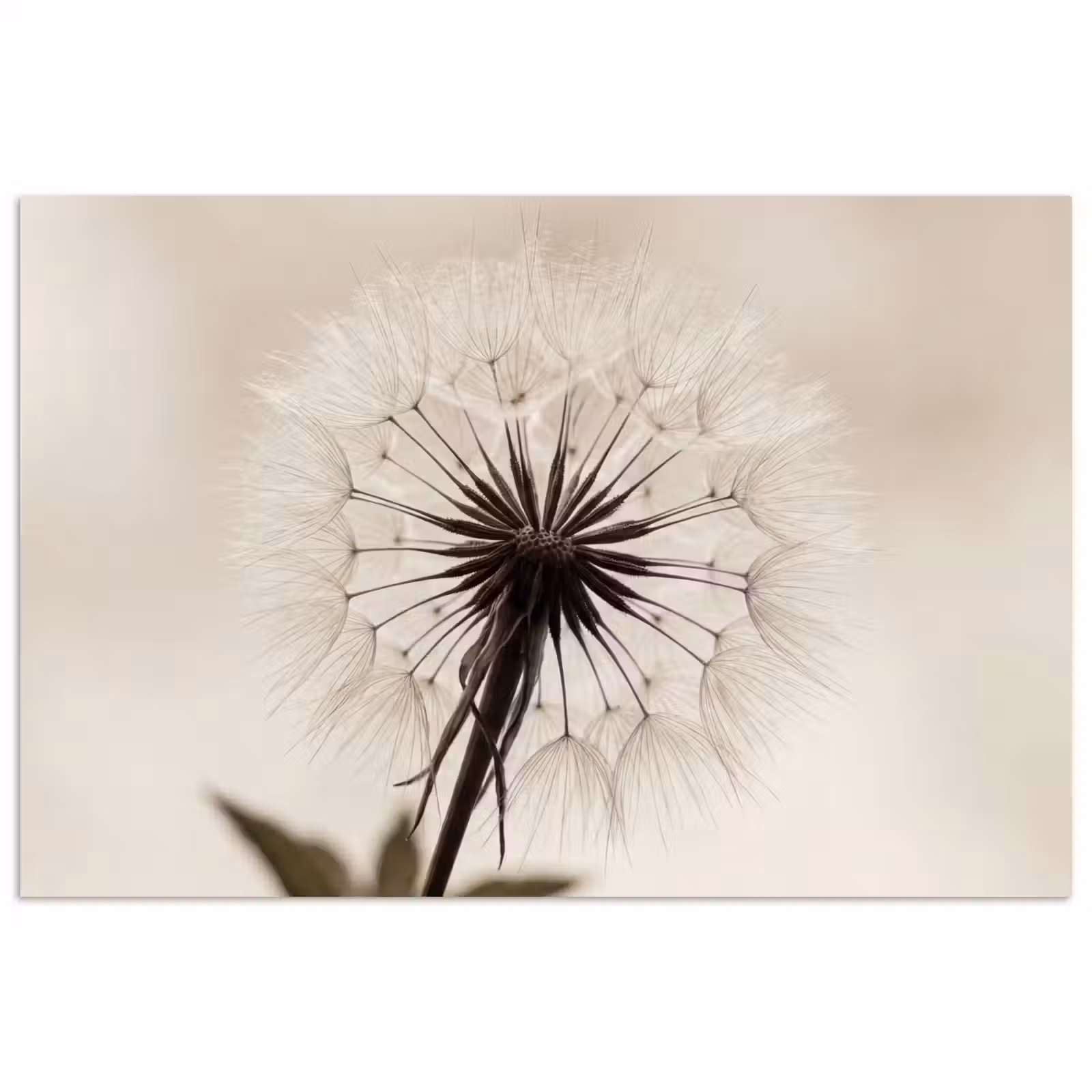 Poster - Paardenbloem - Minimalistisch - Wit — 1