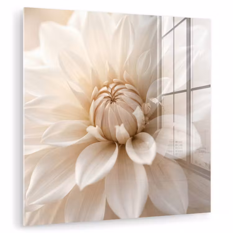 Glas schilderij - Bloem - Dahlia - Wit
