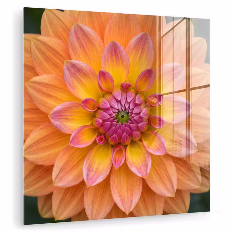Glas schilderij - Dahlia - Bloem - Oranje — 1