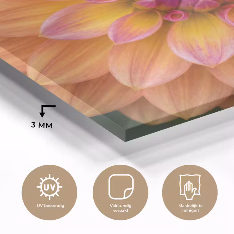 Glas schilderij - Dahlia - Bloem - Oranje — 3