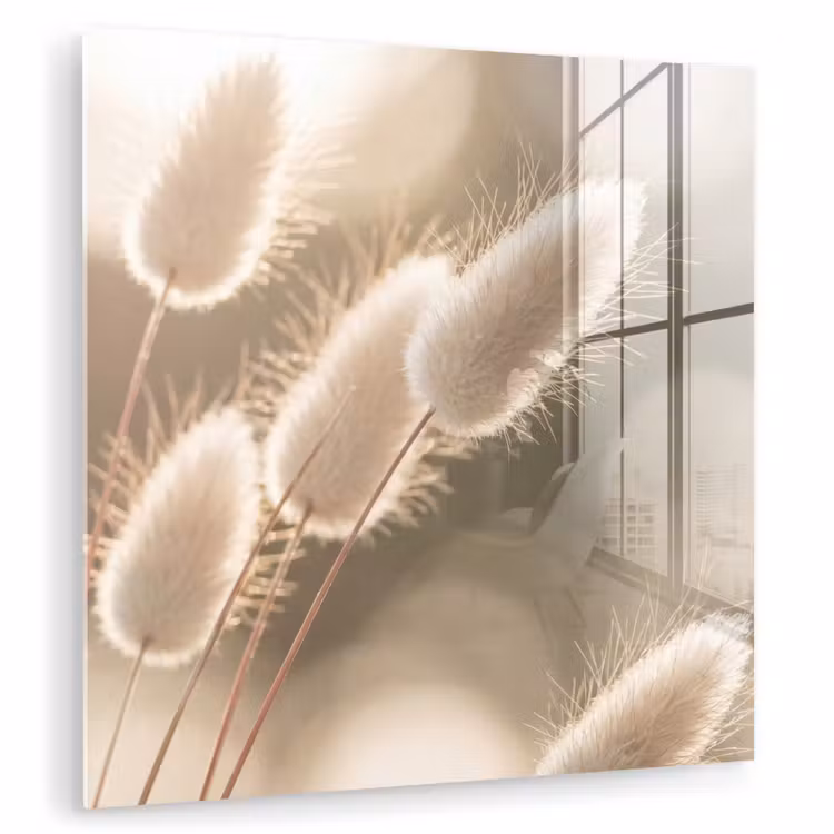 Glas schilderij - Hazestaartgras - Wit - Zonlicht — 1