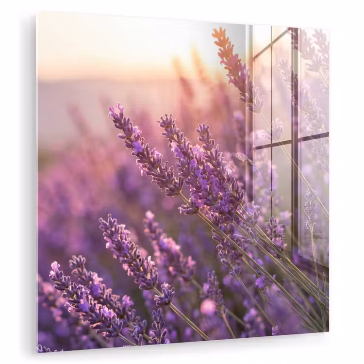 Glas schilderij - Lavendel - Paars - Zonlicht