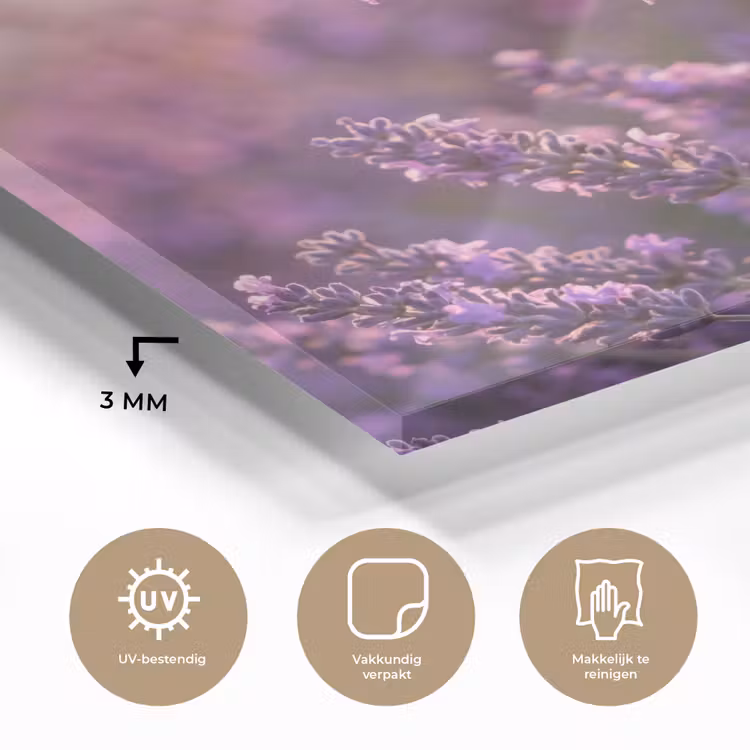 Glas schilderij - Lavendel - Paars - Zonlicht — 3