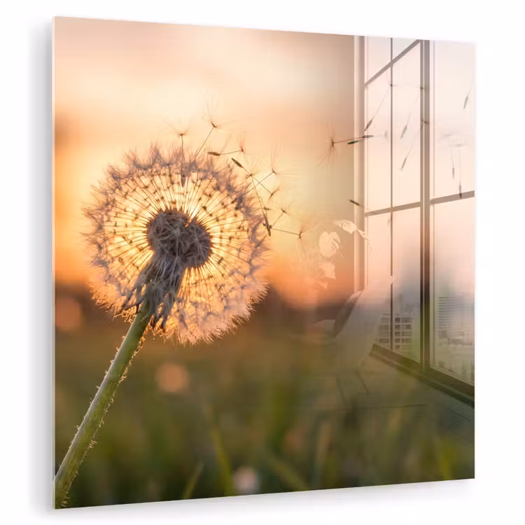 Glas schilderij - Paardenbloem - Zonsondergang - Veld