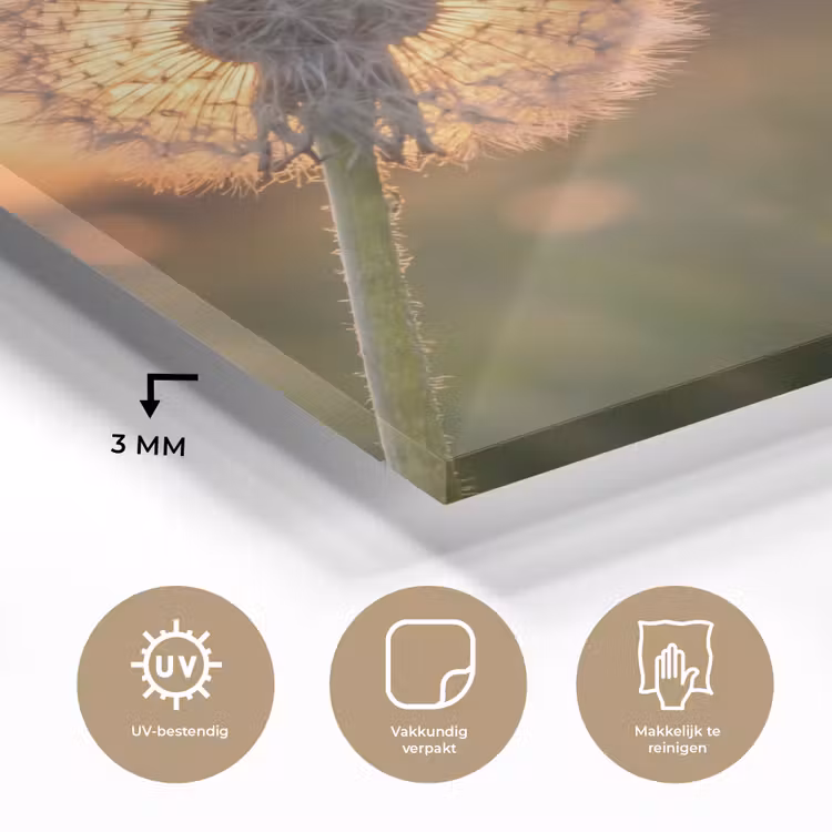 Glas schilderij - Paardenbloem - Zonsondergang - Veld — 3