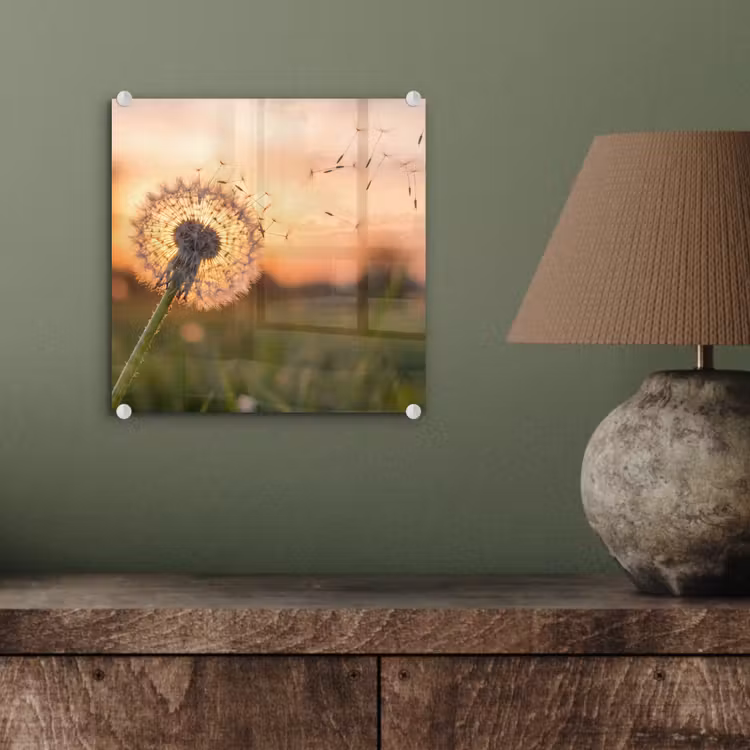 Glas schilderij - Paardenbloem - Zonsondergang - Veld — 4