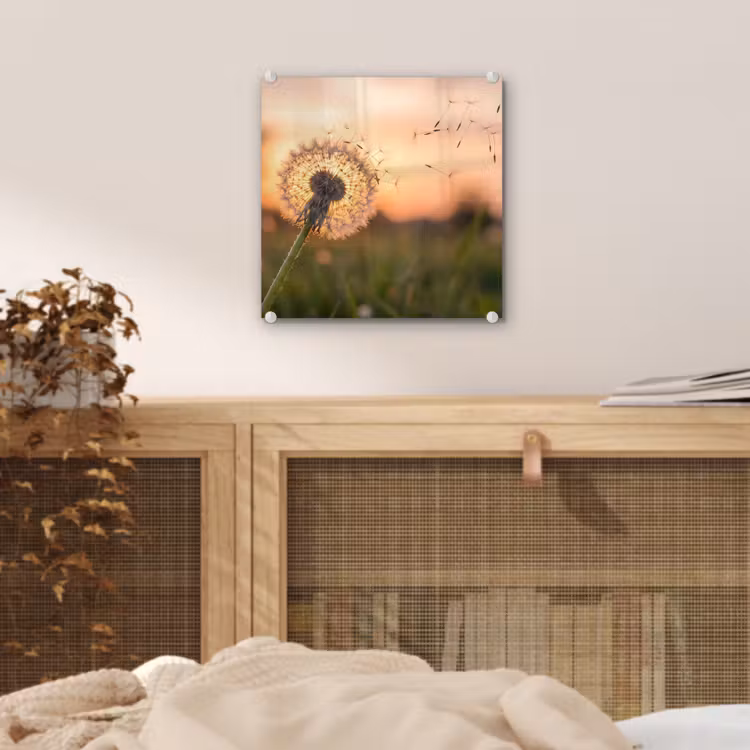 Glas schilderij - Paardenbloem - Zonsondergang - Veld — 5