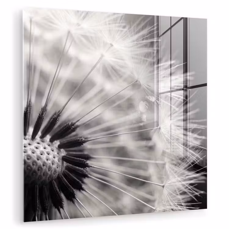 Glas schilderij - Paardenbloem - Zwart - Wit