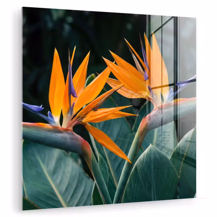 Glas schilderij - Paradijsvogel - Bloem - Exotisch