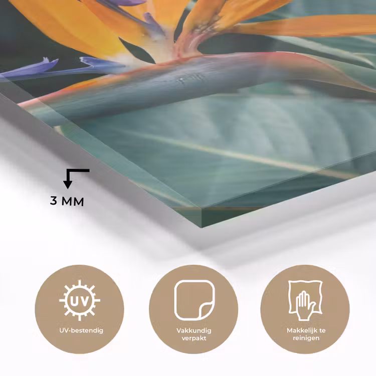 Glas schilderij - Paradijsvogel - Bloem - Exotisch — 3
