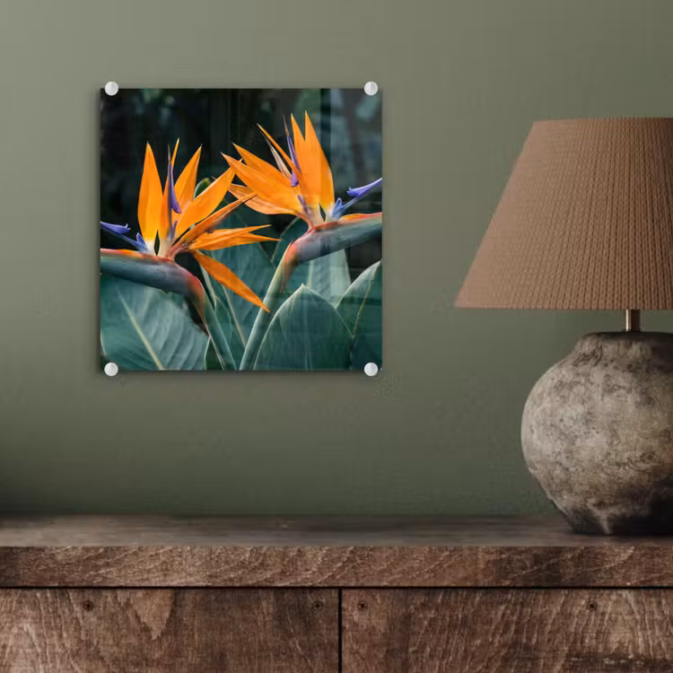 Glas schilderij - Paradijsvogel - Bloem - Exotisch — 4