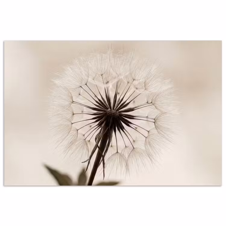 Poster - Paardenbloem - Minimalistisch - Wit