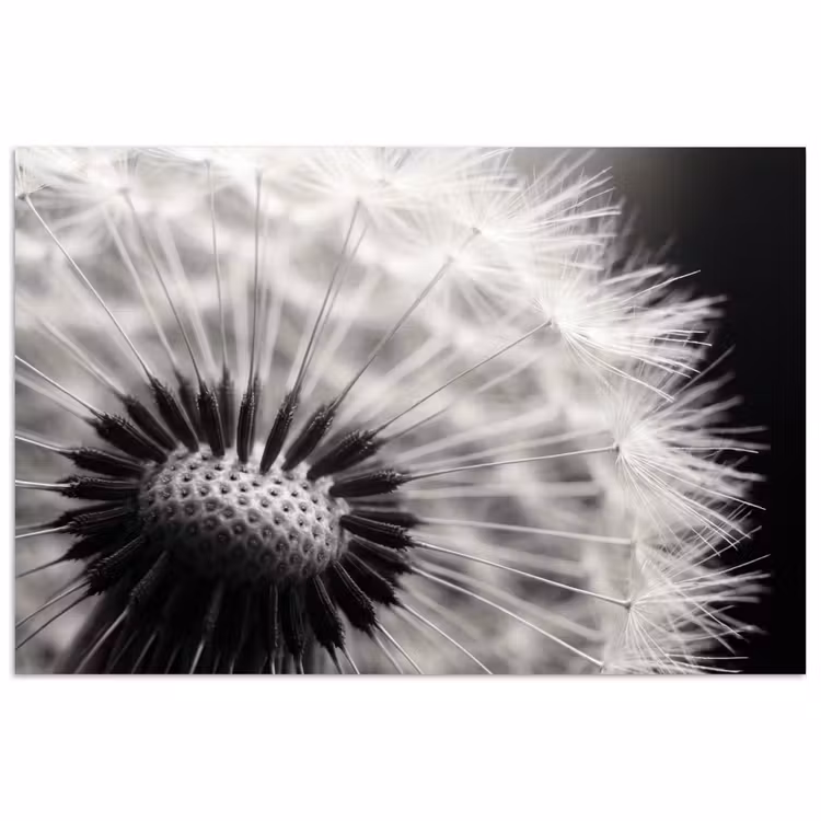 Poster - Paardenbloem - Zwart - Wit