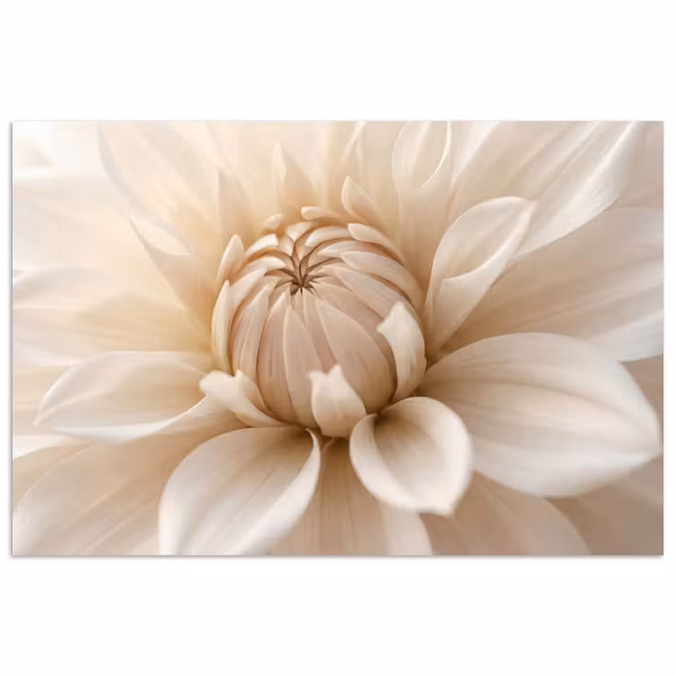 Poster - Bloem - Dahlia - Wit