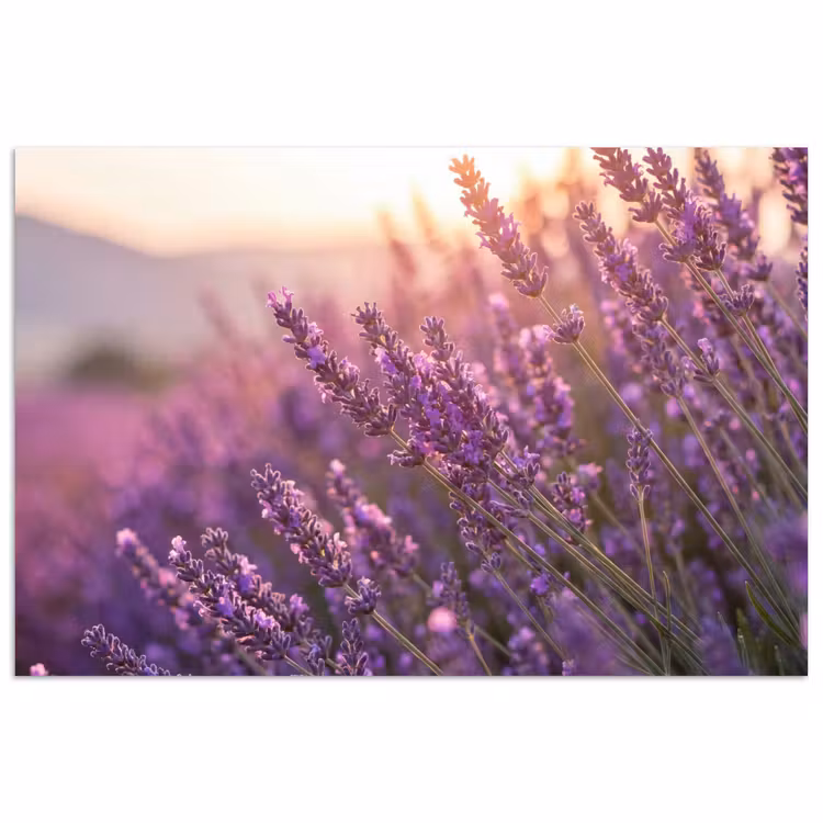 Poster - Lavendel - Paars - Zonlicht