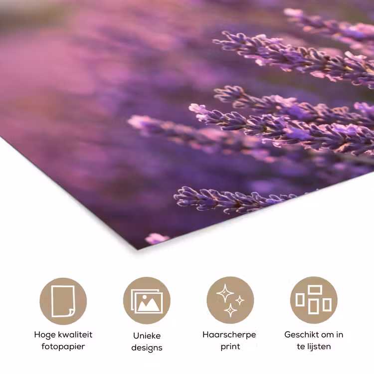 Poster - Lavendel - Paars - Zonlicht — 5