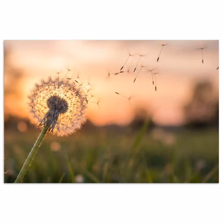 Poster - Paardenbloem - Zonsondergang - Veld