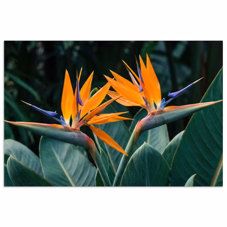 Poster - Paradijsvogel - Bloem - Exotisch