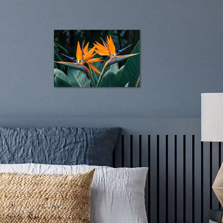 Poster - Paradijsvogel - Bloem - Exotisch — 3