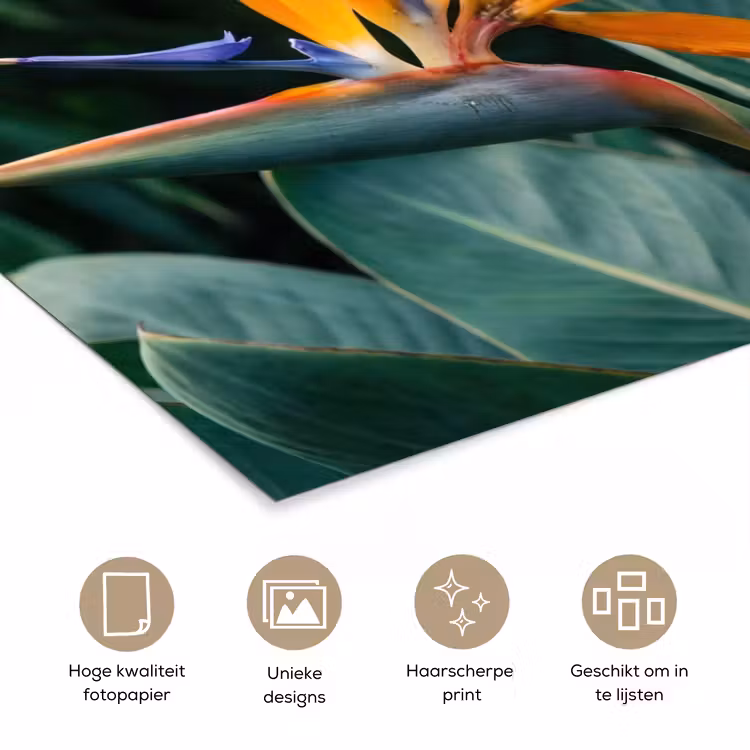 Poster - Paradijsvogel - Bloem - Exotisch — 5