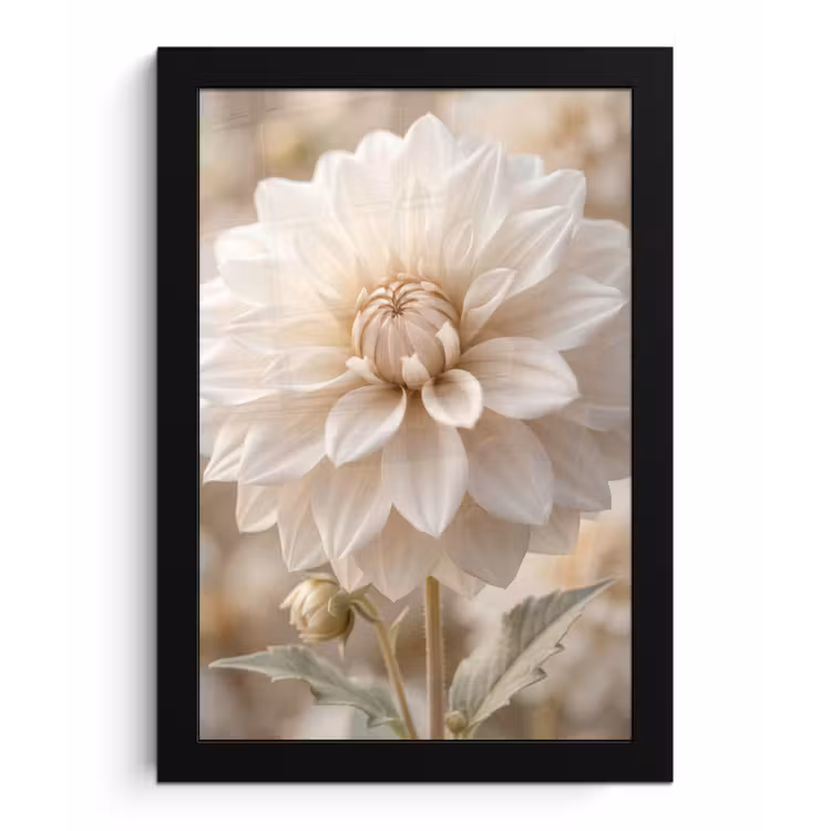 Poster met lijst - Bloem - Dahlia - Wit