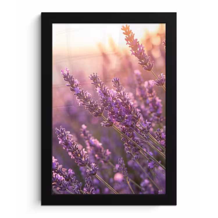 Poster met lijst - Lavendel - Paars - Zonlicht