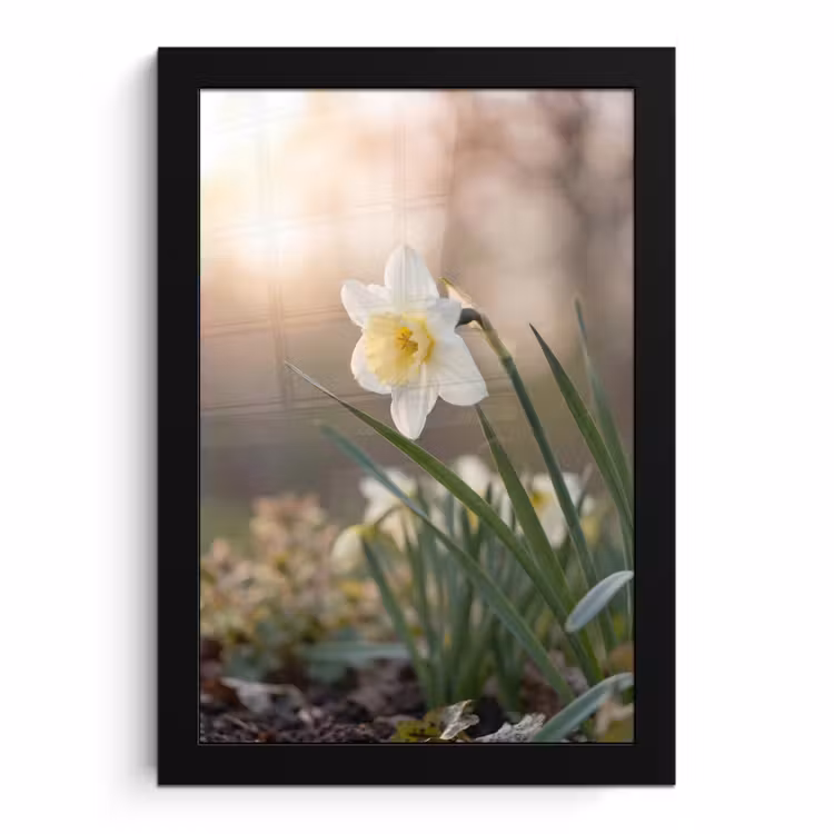 Poster met lijst - Witte Narcis
