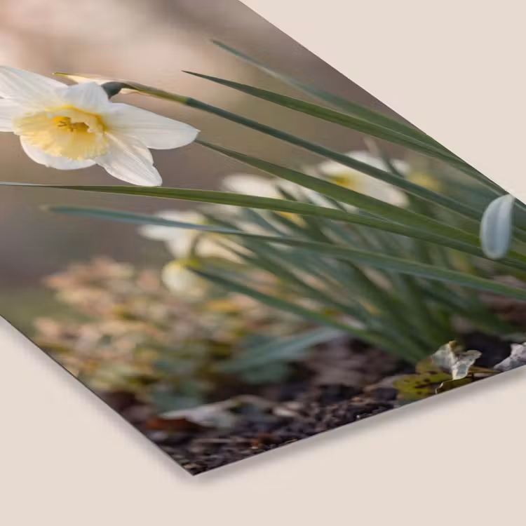 Poster met lijst - Witte Narcis — 7