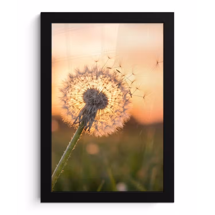 Poster met lijst - Paardenbloem - Zonsondergang - Veld