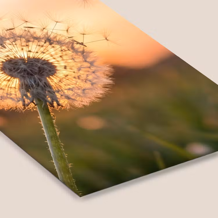 Poster met lijst - Paardenbloem - Zonsondergang - Veld — 7