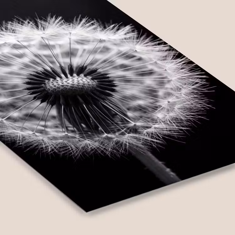 Poster met lijst - Paardenbloem - Zwart - Wit — 7