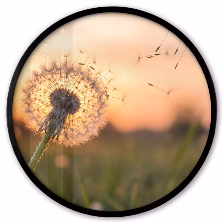 Ronde fotolijst - Paardenbloem - Zonsondergang - Veld