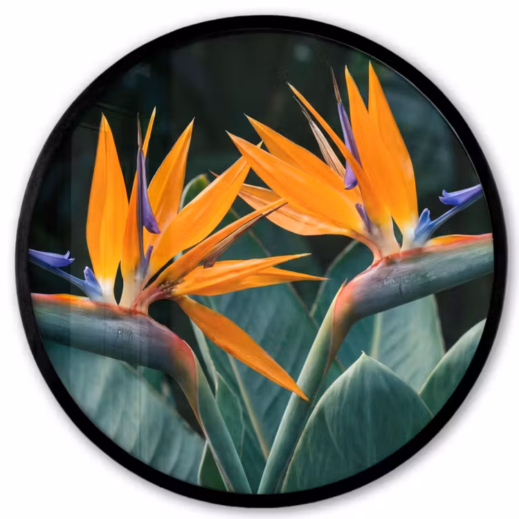 Ronde fotolijst - Paradijsvogel - Bloem - Exotisch