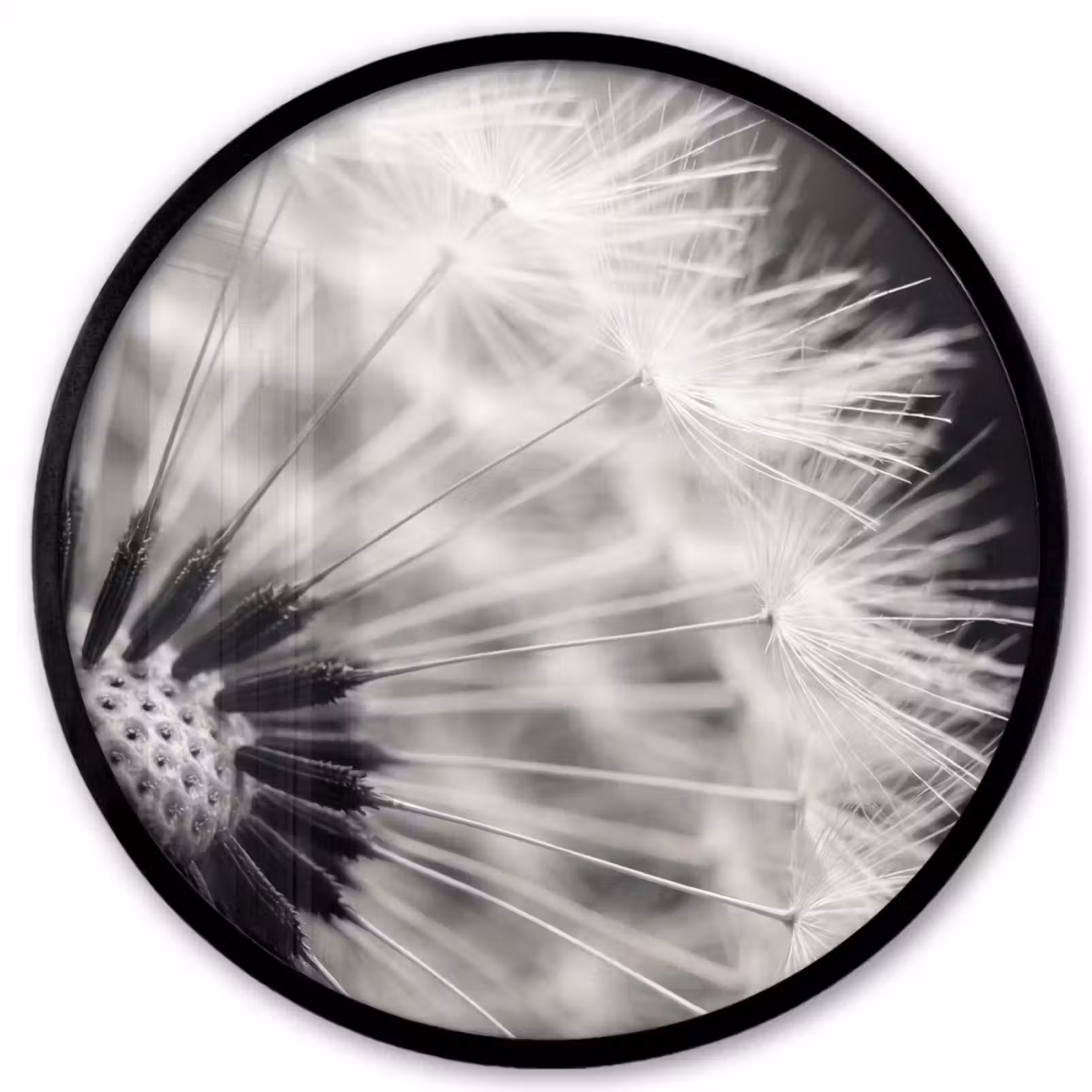 Ronde fotolijst - Paardenbloem - Zwart - Wit — 1