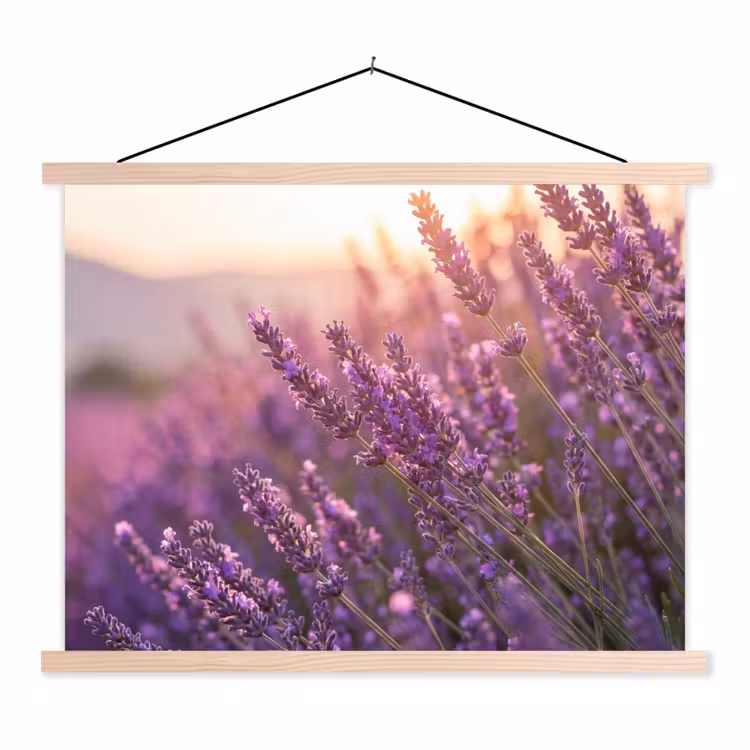 Schoolplaat - Lavendel - Paars - Zonlicht