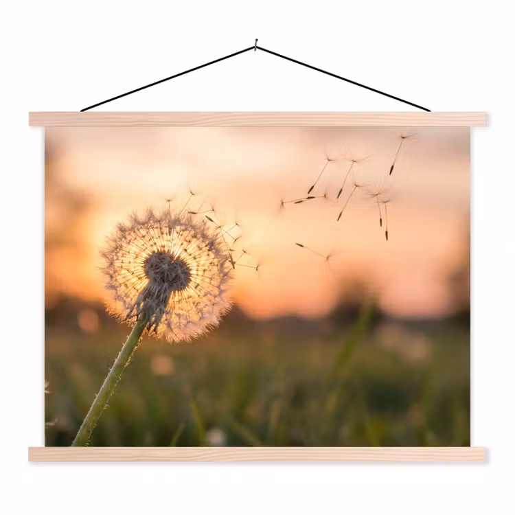 Schoolplaat - Paardenbloem - Zonsondergang - Veld